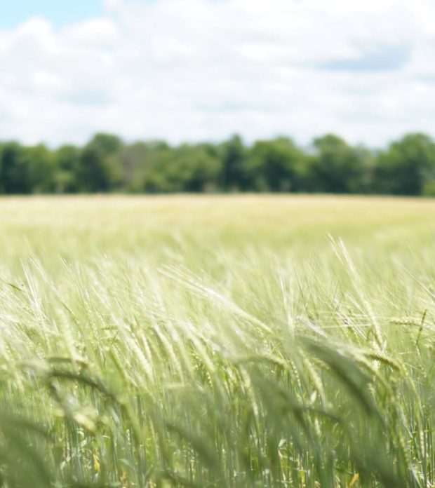 Large wheat field.