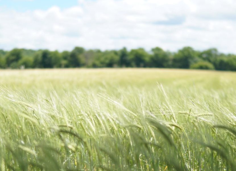 Large wheat field.