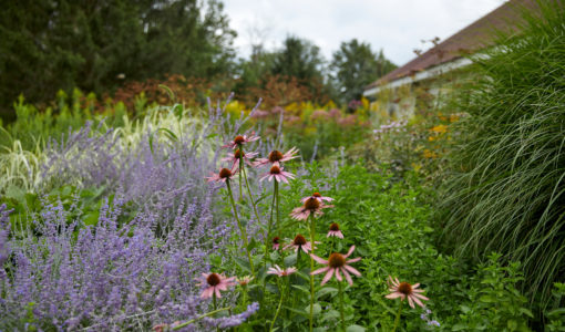 Lush garden with purple and pink flowers.