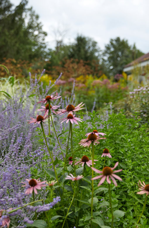 Lush garden with purple and pink flowers.